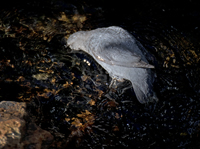 American Dipper 2435